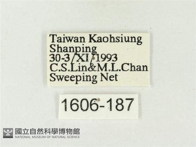白雅波灰蝶藏品圖，第3張