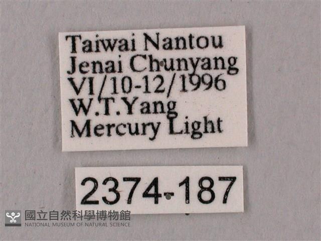 桃紅六點天蛾藏品圖，第3張