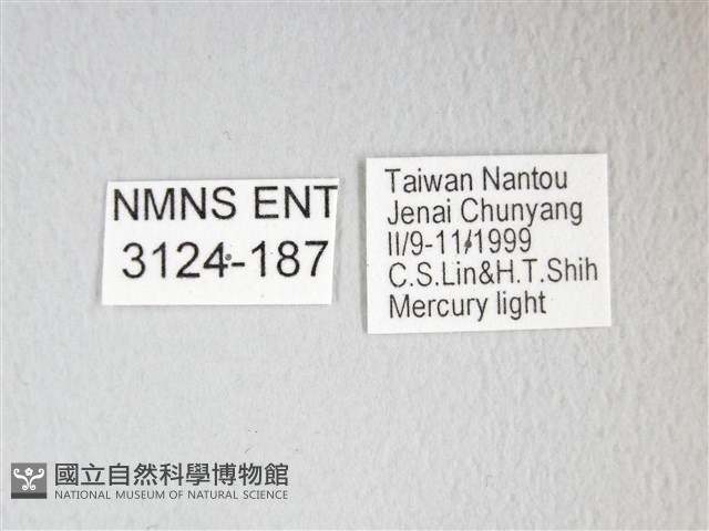 圓翅大鉤蛾藏品圖，第3張