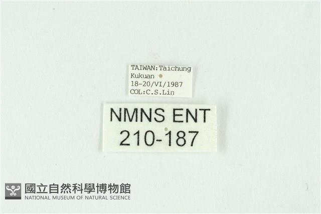 白斑散紋夜蛾藏品圖，第3張