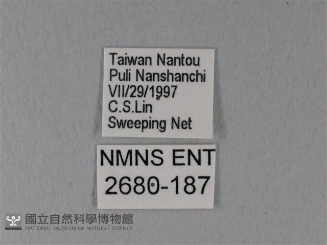 異粉蝶、雌白黃蝶藏品圖，第3張