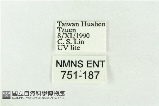 寬帶波紋蛾藏品圖，第3張