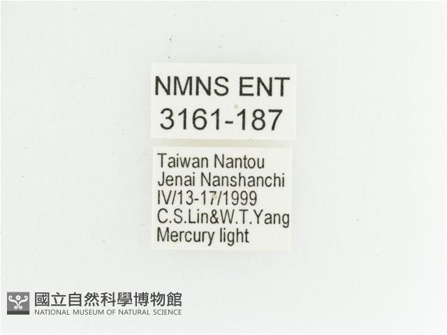 艷金龜藏品圖，第2張