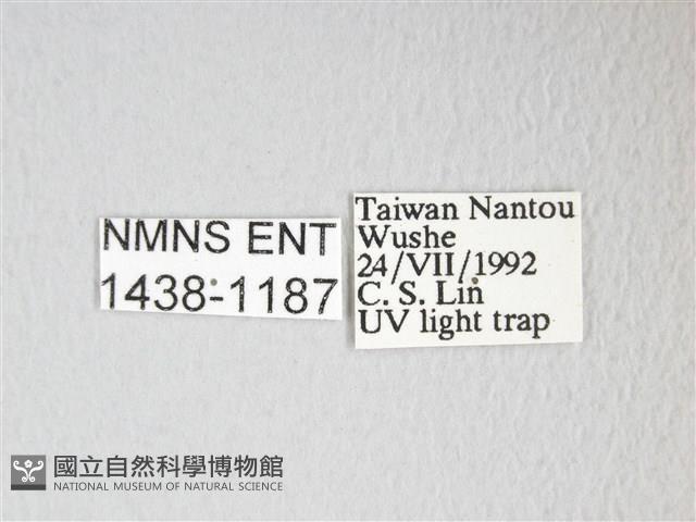 圓翅大鉤蛾藏品圖，第3張