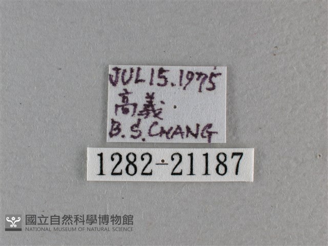 尖翅褐弄蝶藏品圖，第3張