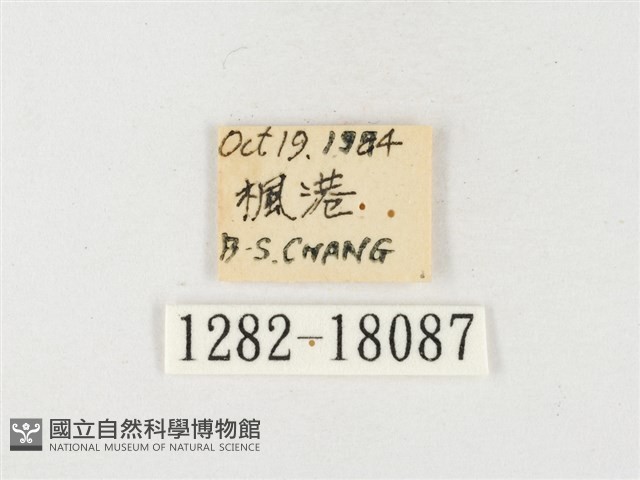 島嶼黃蝶、江崎黃蝶藏品圖，第3張