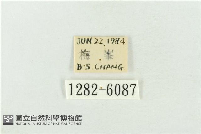 臺灣銀斑異波紋蛾藏品圖，第3張