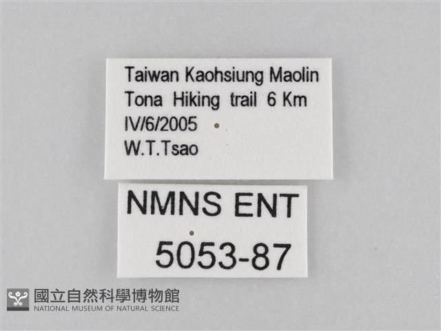 大波眼蝶藏品圖，第3張