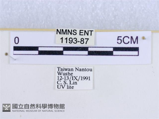 粉蝶燈蛾藏品圖，第3張