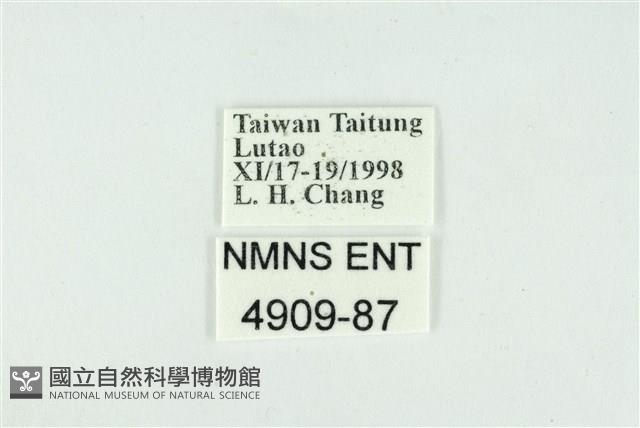 折列藍灰蝶沖繩亞種藏品圖，第3張
