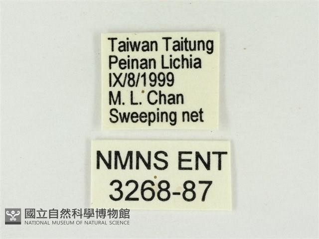 白雅波灰蝶藏品圖，第3張