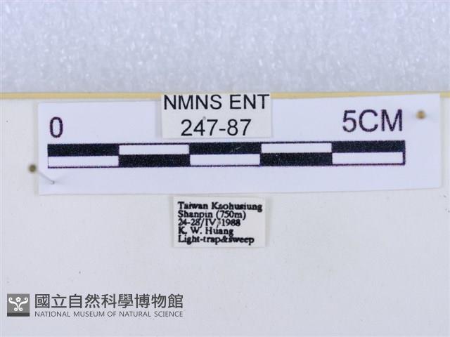 閃光苔蛾藏品圖，第3張