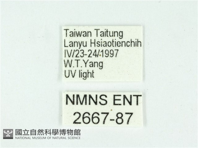叉紋閃舞蛾藏品圖，第3張