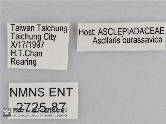 樺斑蝶藏品圖，第3張