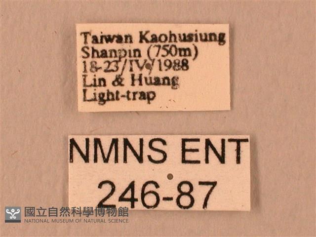 波紋豆天蛾藏品圖，第3張