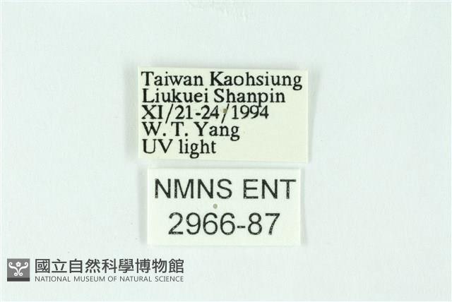 三條橙燈蛾藏品圖，第3張