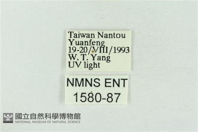 印華波紋蛾藏品圖，第3張