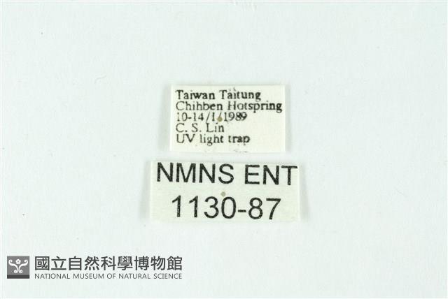 三色豔苔蛾藏品圖，第3張