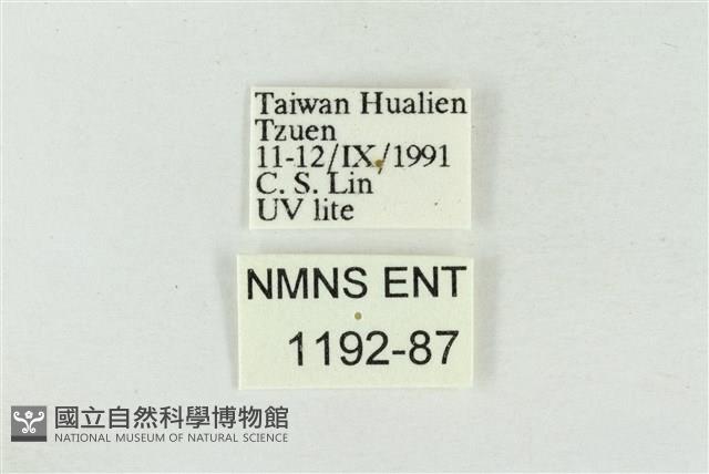 印華波紋蛾藏品圖，第3張