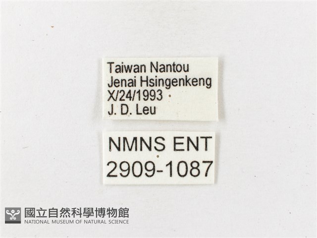 玉山幽眼蝶藏品圖，第3張