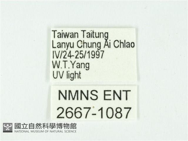 叉紋閃舞蛾藏品圖，第3張