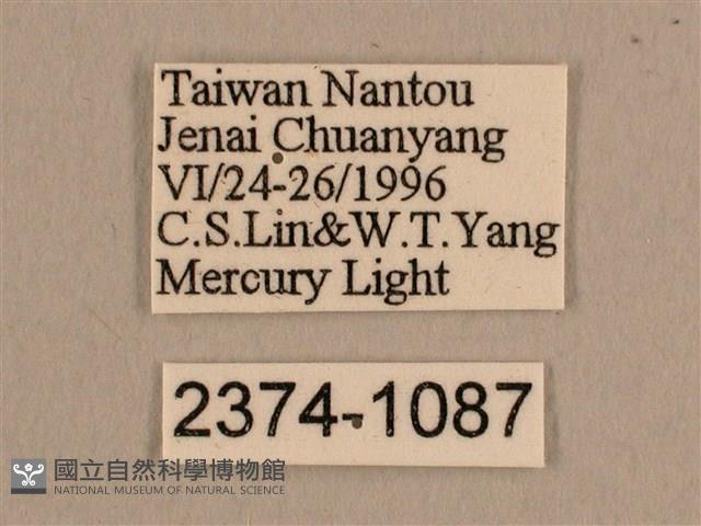 背線天蛾藏品圖，第3張