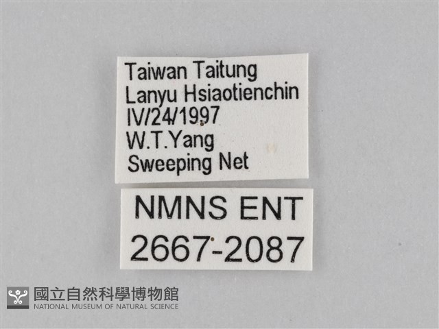 小波眼蝶藏品圖，第3張
