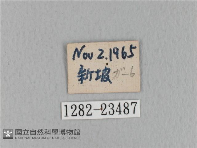 青枯葉蛾藏品圖，第3張