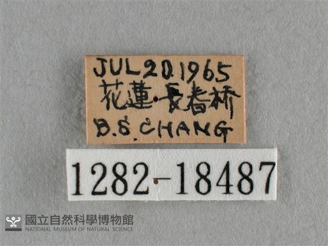 黑星灰蝶藏品圖，第3張