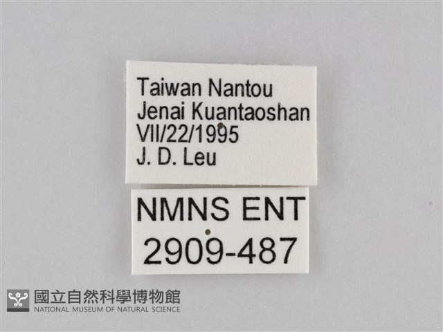 褐翅蔭眼蝶藏品圖，第3張