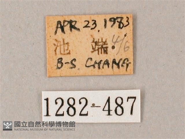 臺灣白肩天蛾藏品圖，第3張