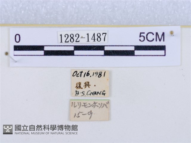 閃光苔蛾藏品圖，第3張