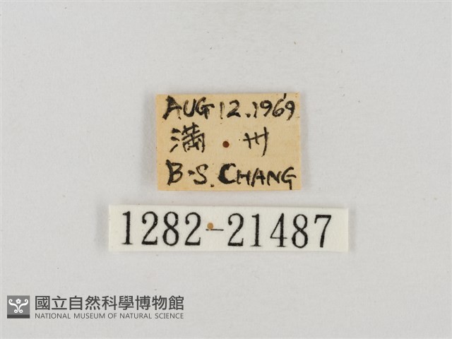 稻弄蝶藏品圖，第3張