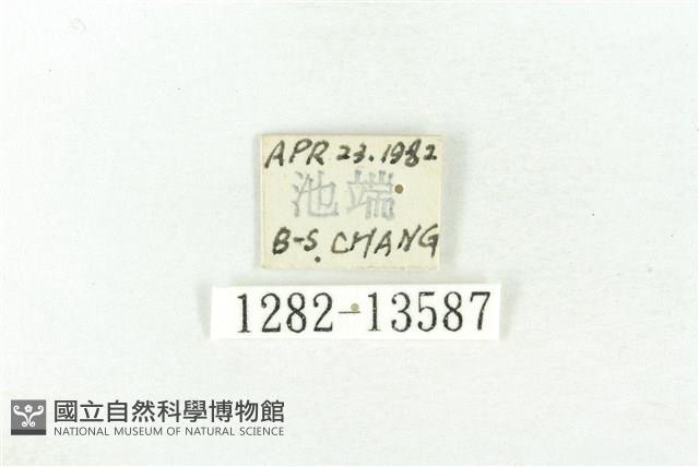 樹形尺蛾藏品圖，第3張