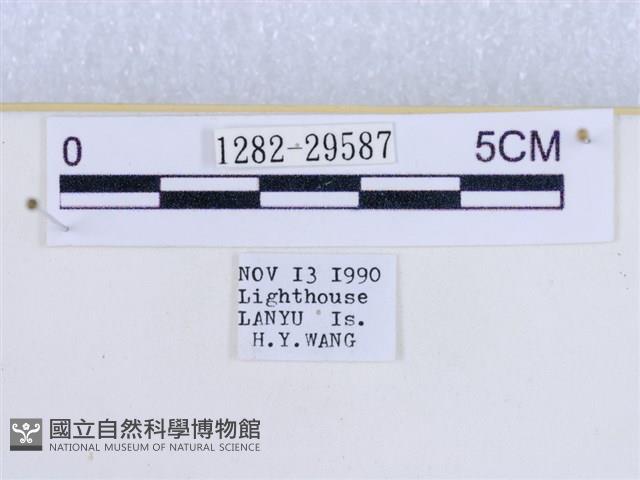 粉蝶燈蛾藏品圖，第3張