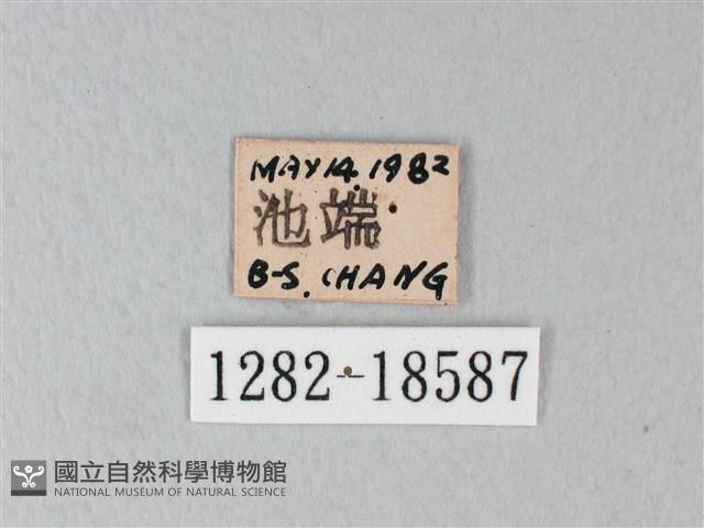 緣點白粉蝶藏品圖，第3張