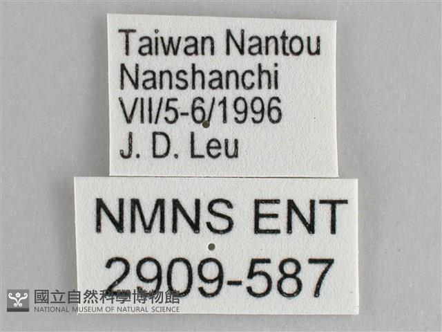 鋸粉蝶藏品圖，第3張