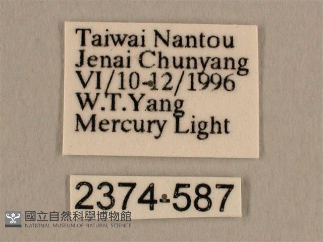 背線天蛾藏品圖，第3張