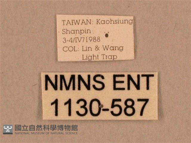 背線天蛾藏品圖，第3張