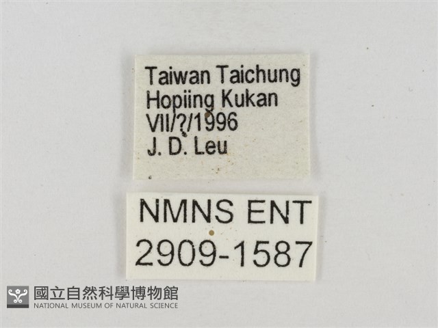 白裙弄蝶藏品圖，第3張