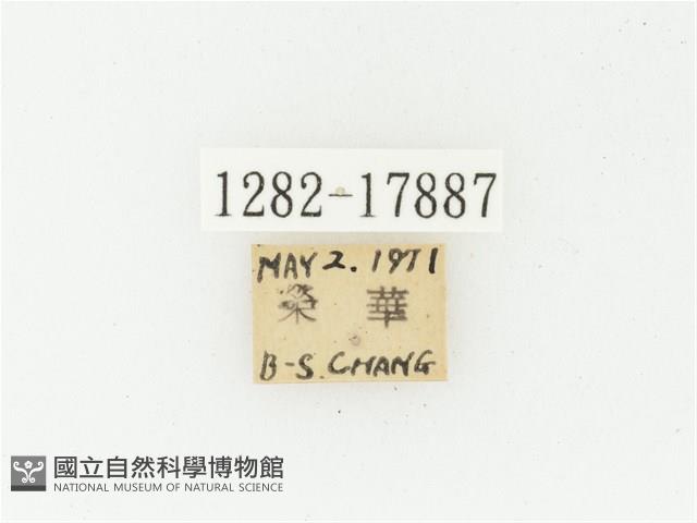 血紅虎斑花金龜藏品圖，第2張