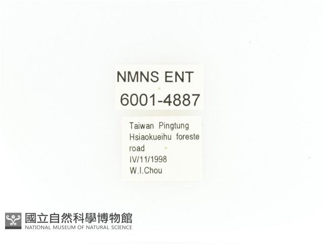 臺灣角金龜藏品圖，第2張