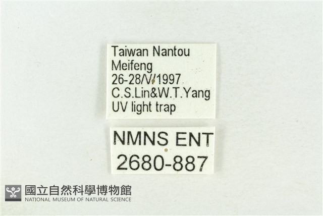 棍棒污燈蛾藏品圖，第3張