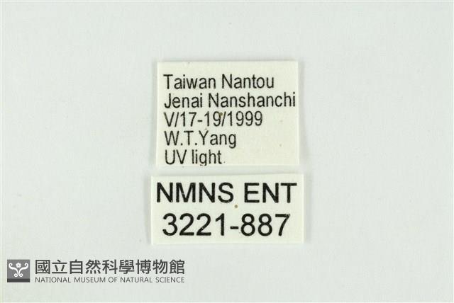 寬紋黃毒蛾藏品圖，第3張