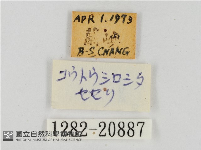 熱帶白裙弄蝶藏品圖，第3張