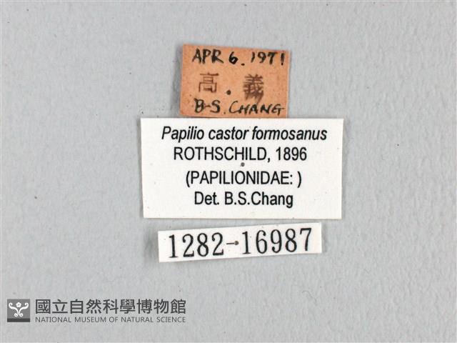 無尾白紋鳳蝶藏品圖，第3張