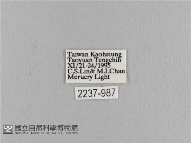 波紋枯葉蛾藏品圖，第3張