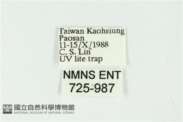 白斑散紋夜蛾藏品圖，第3張