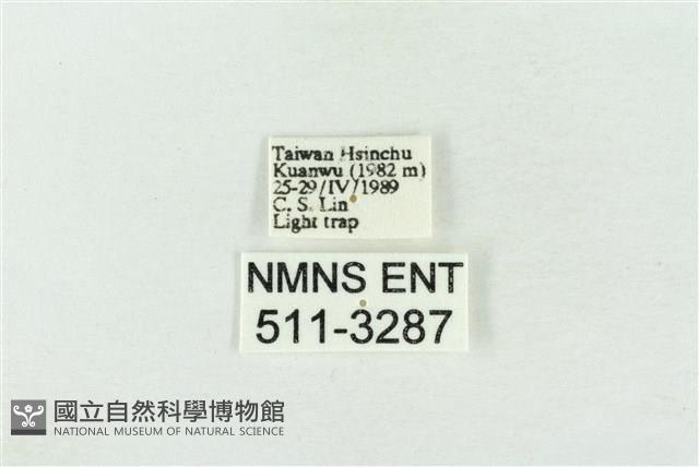 臺灣銀斑異波紋蛾藏品圖，第3張