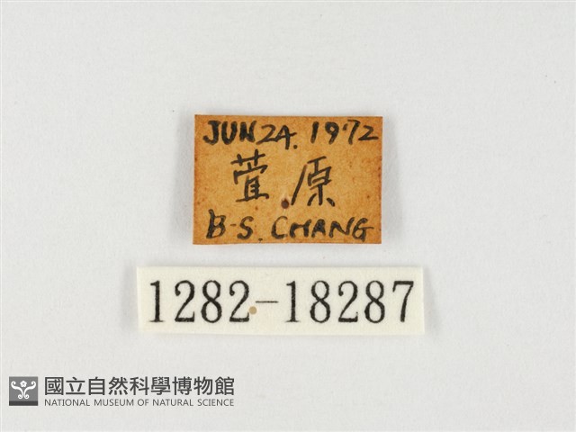 臺灣翠蛺蝶藏品圖，第3張